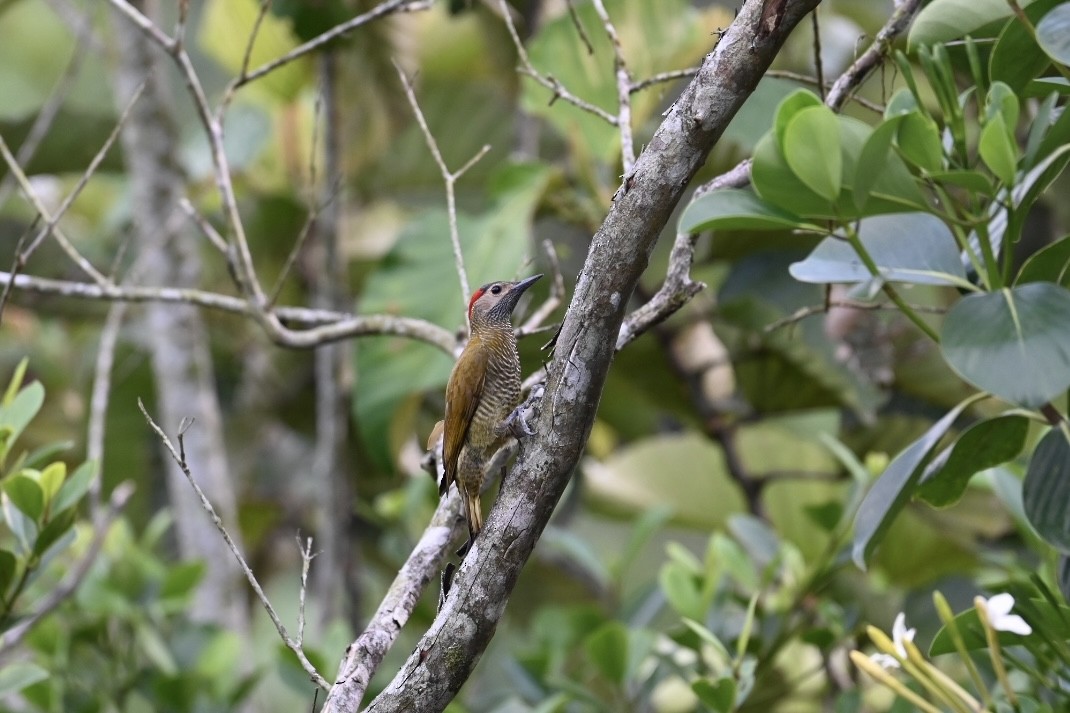 Golden-olive Woodpecker - Danny Kelleher