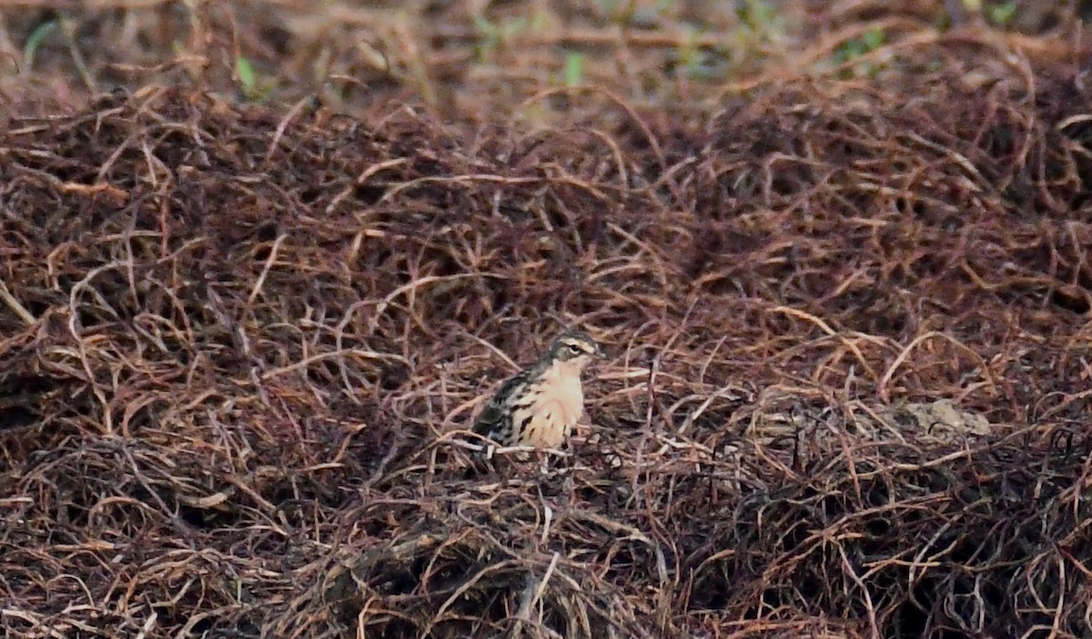 Rosy Pipit - Priyatosh Khan