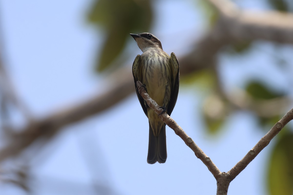 Piratic Flycatcher - ML616776688