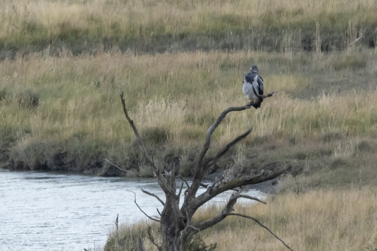 Black-chested Buzzard-Eagle - ML616776718