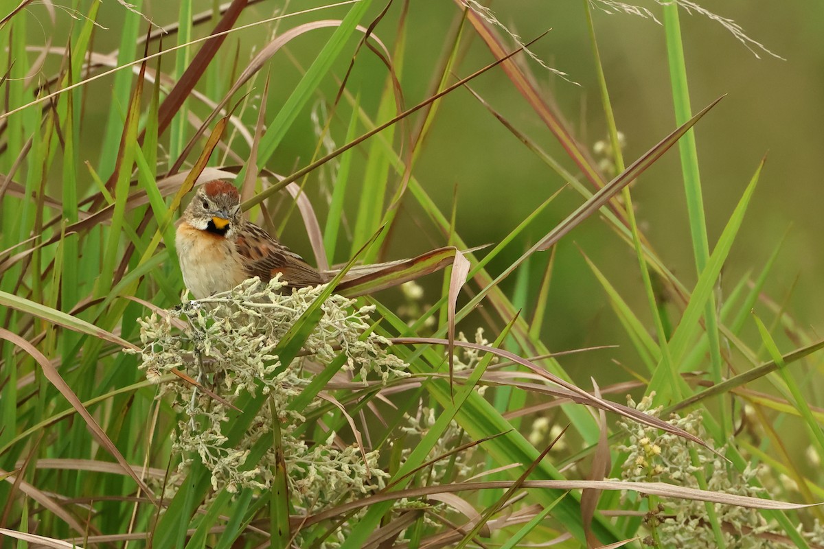 Chotoy Spinetail - Serge Rivard