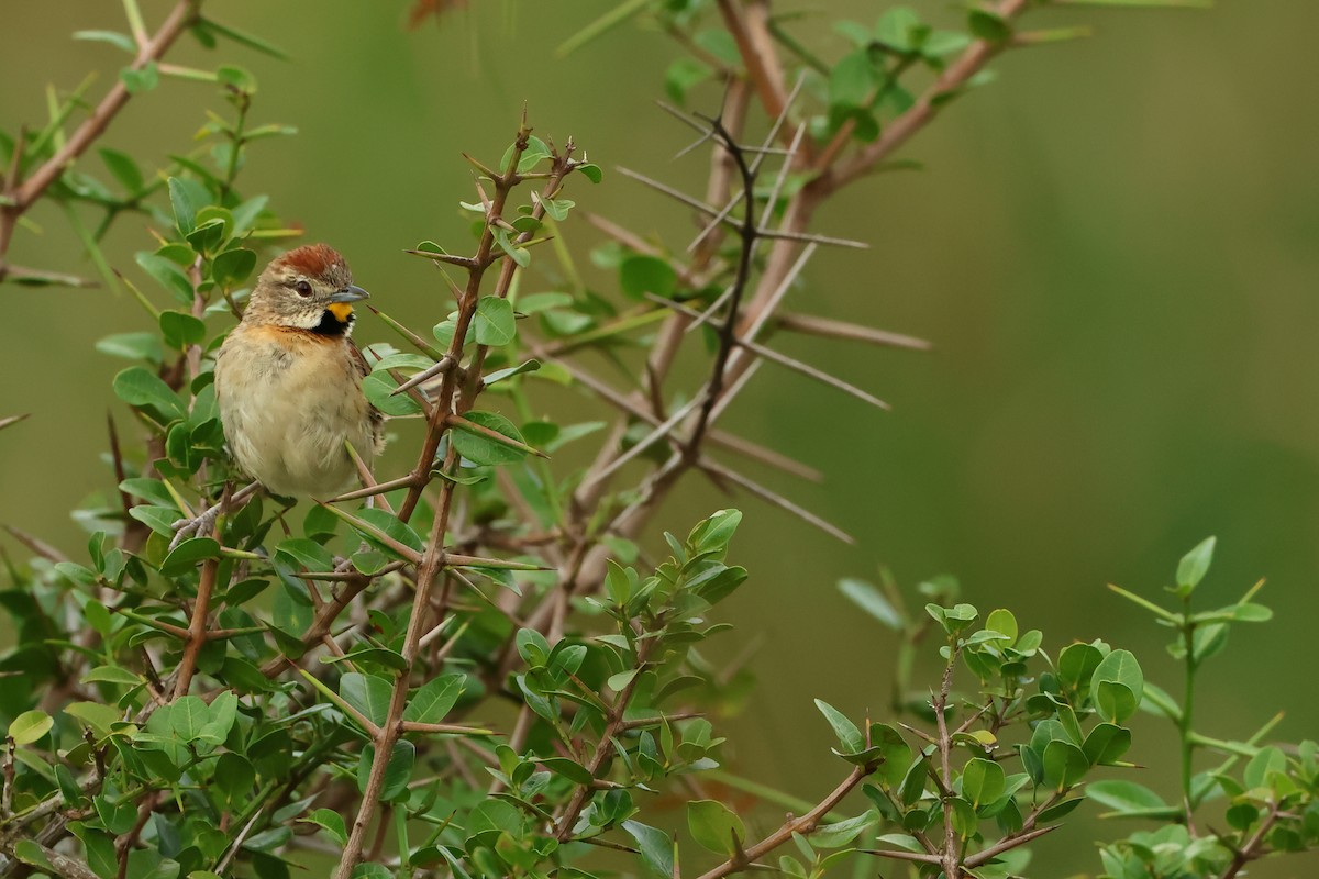 Chotoy Spinetail - Serge Rivard