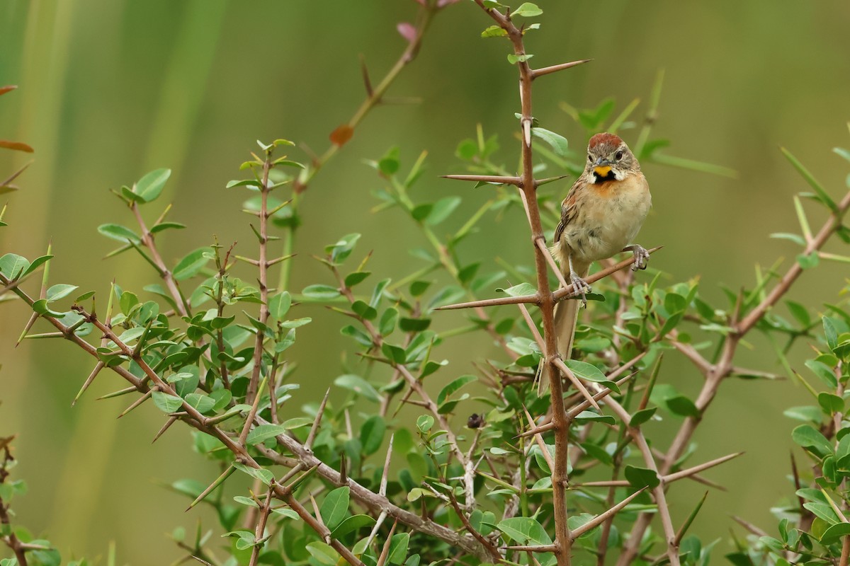 Chotoy Spinetail - Serge Rivard