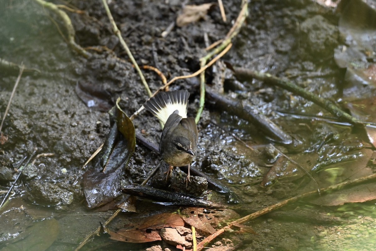 Buff-rumped Warbler - Danny Kelleher