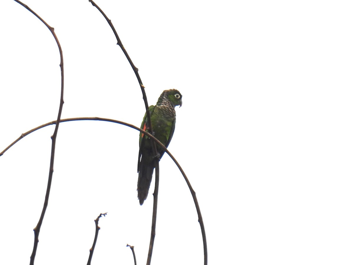 Maroon-tailed Parakeet - Cynthia Nickerson
