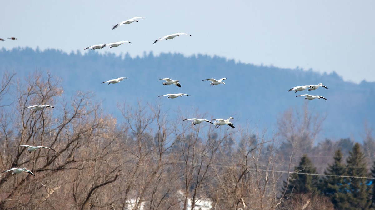 Snow Goose - Denis Rivard