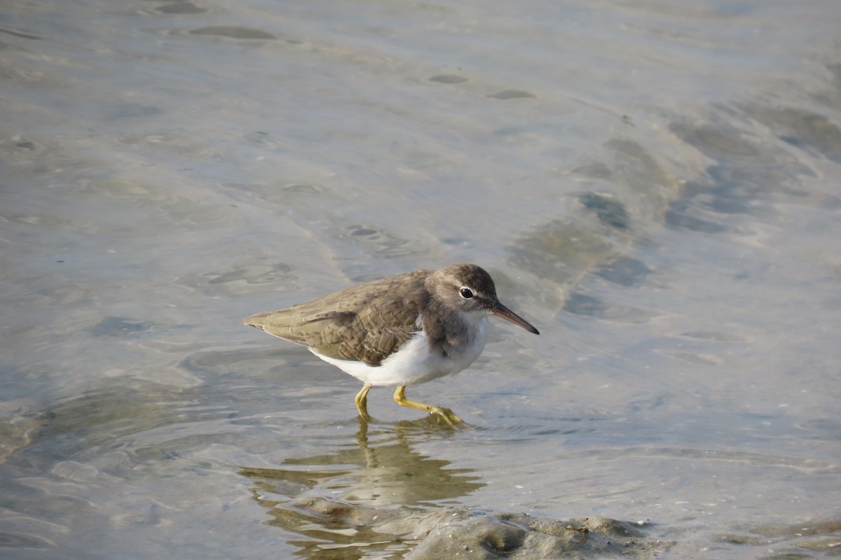 Spotted Sandpiper - ML616776801