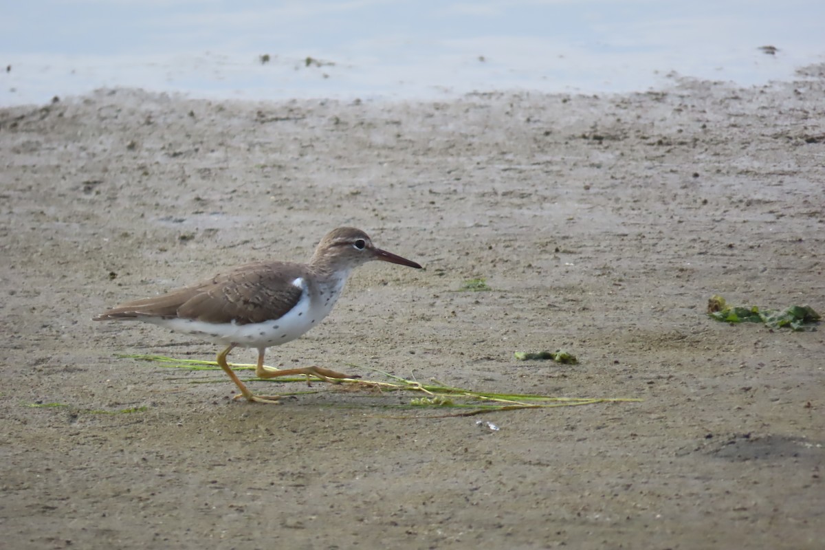 Spotted Sandpiper - ML616776807