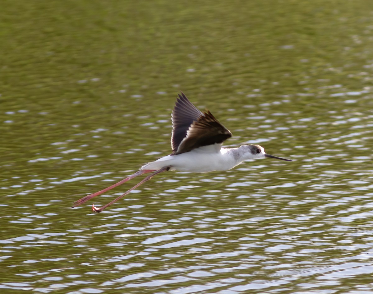 Pied Stilt - ML616776817