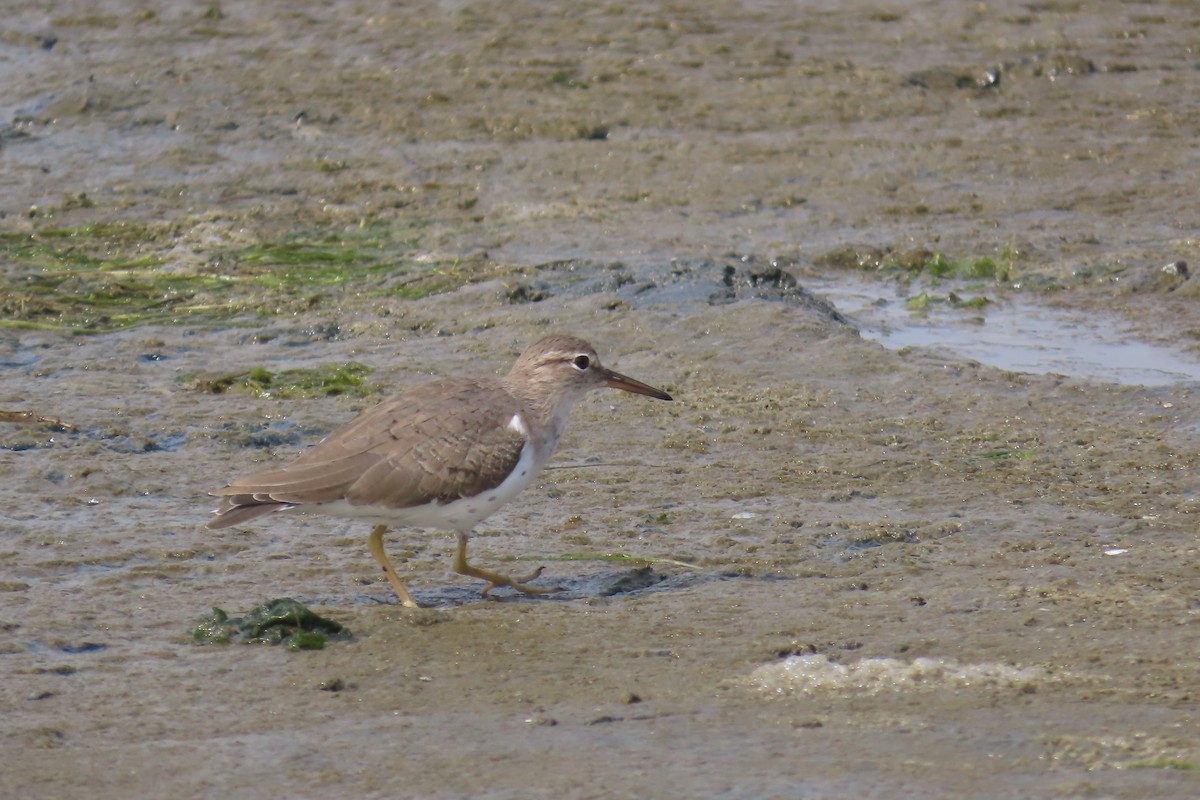 Spotted Sandpiper - ML616776818