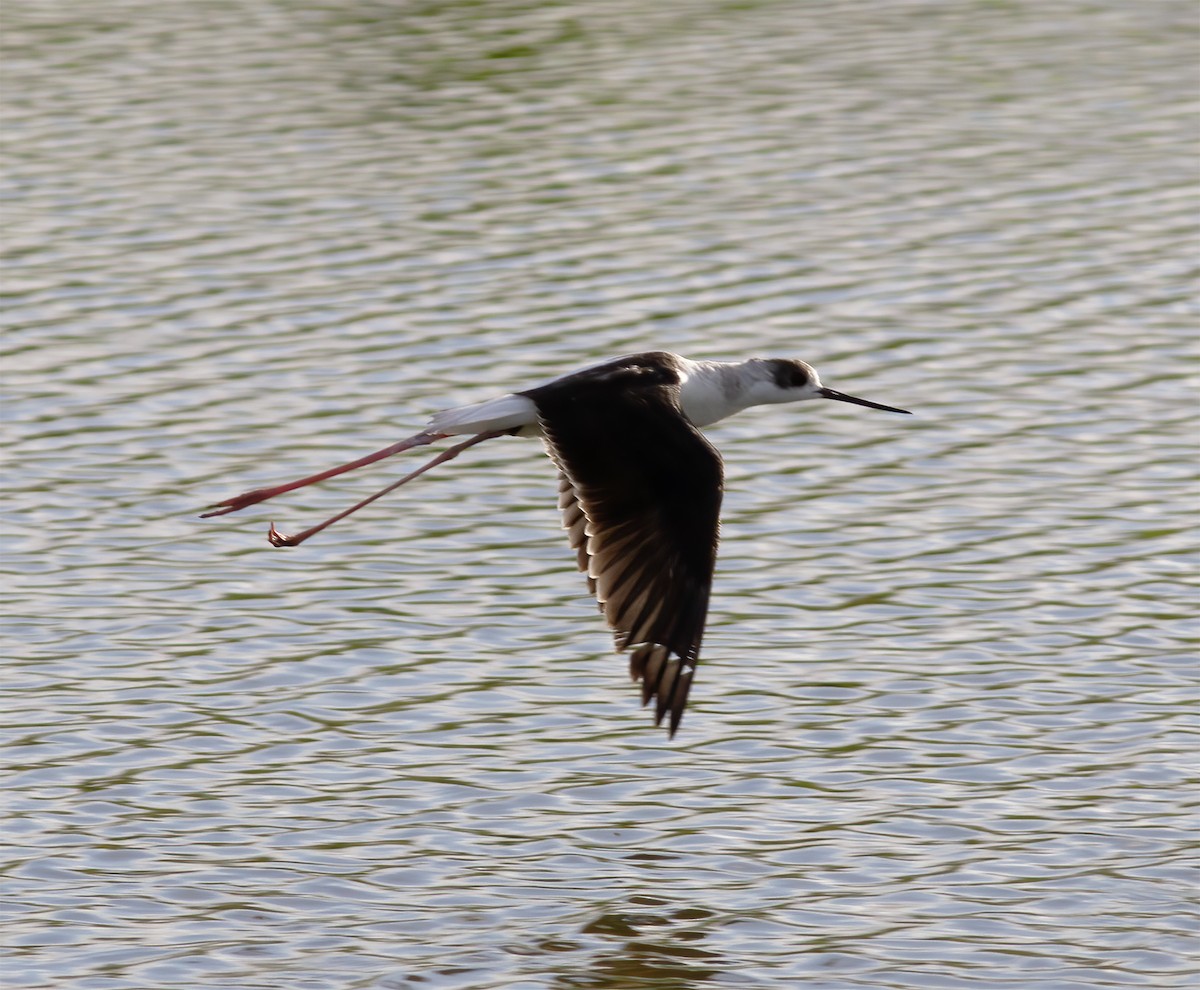 Pied Stilt - ML616776819