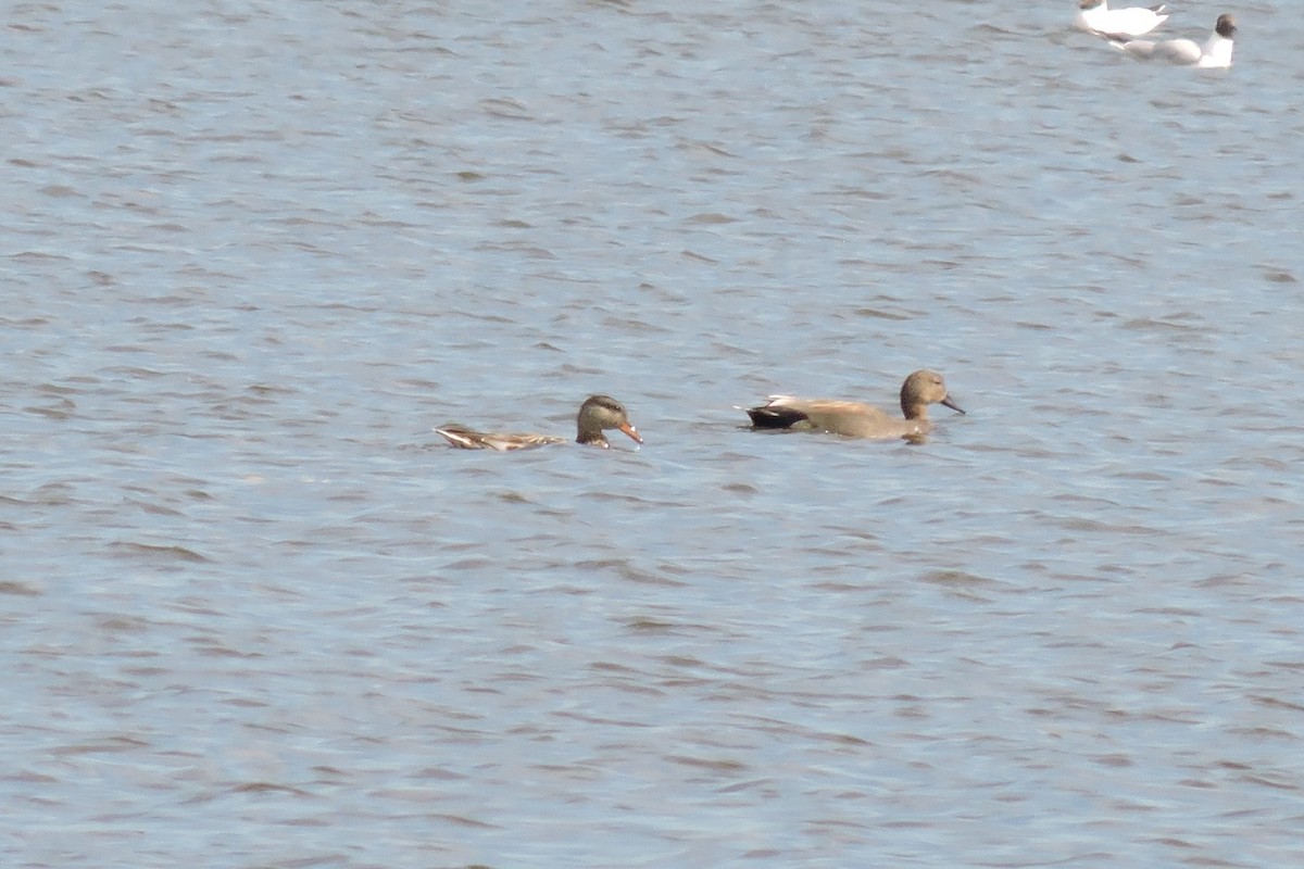 Gadwall - Olexandr Ghryb