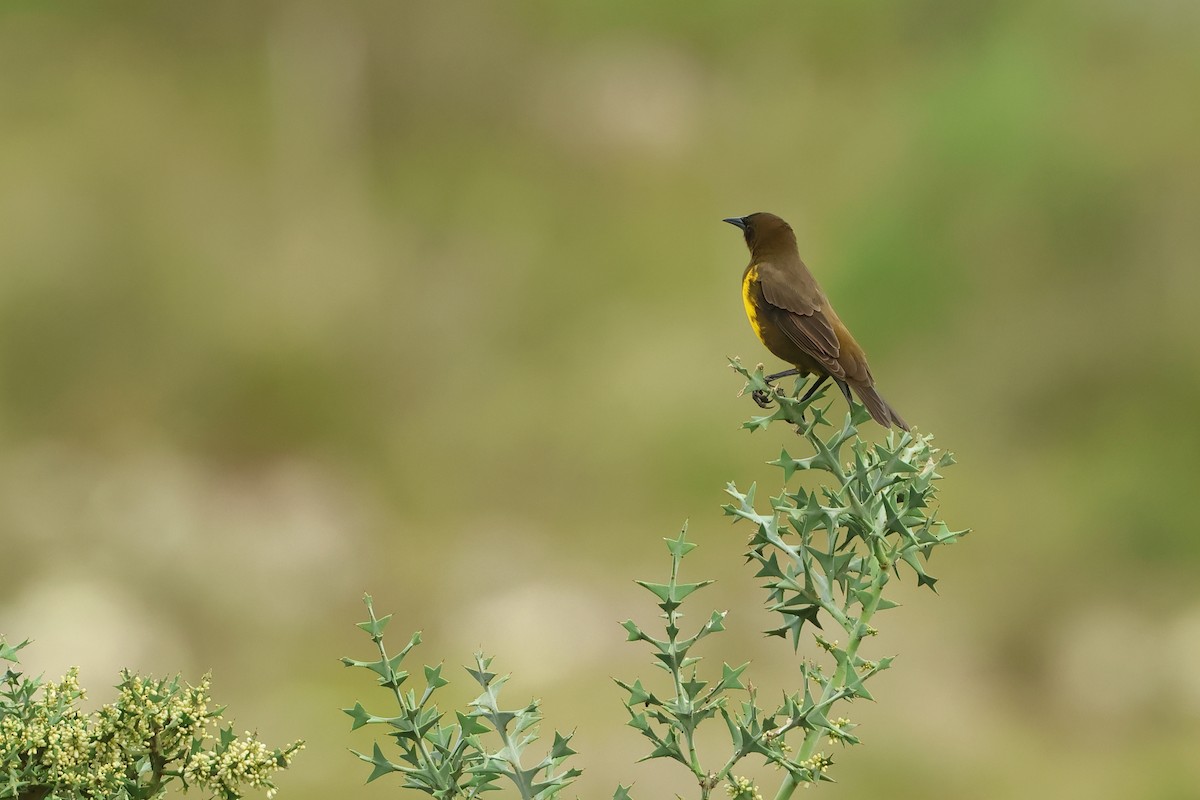 Brown-and-yellow Marshbird - Serge Rivard