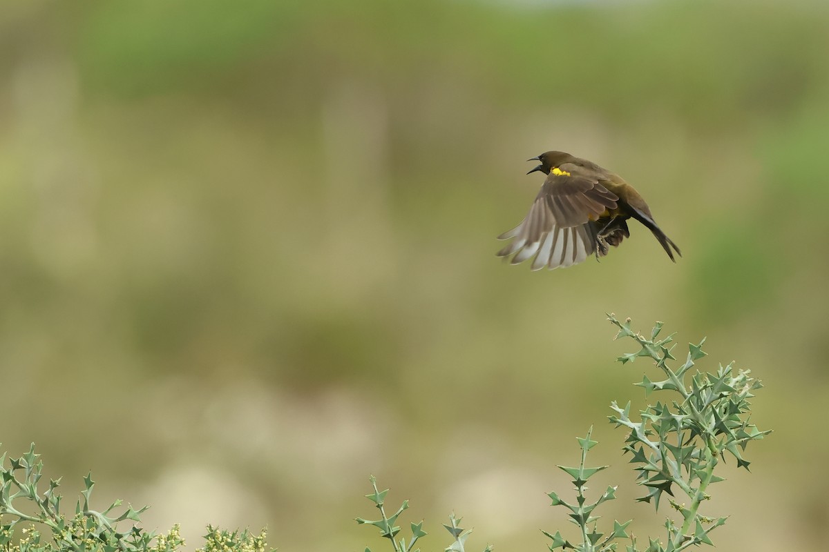 Brown-and-yellow Marshbird - Serge Rivard