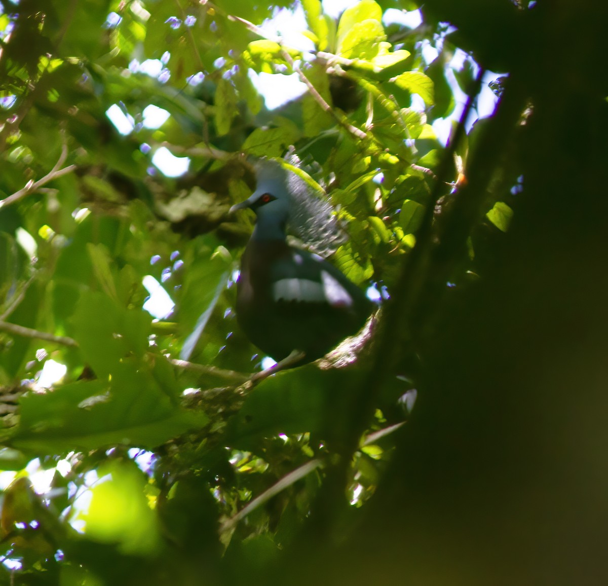 Victoria Crowned-Pigeon - Gary Rosenberg