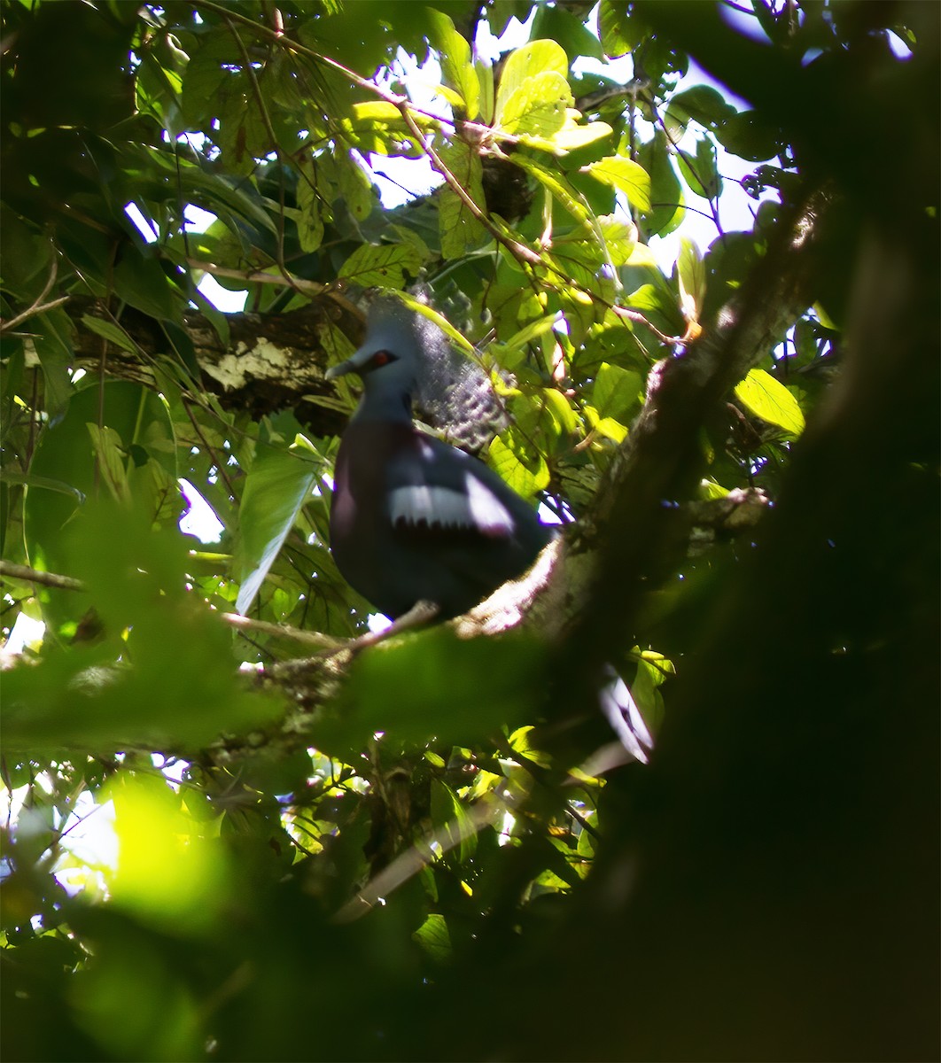 Victoria Crowned-Pigeon - ML616776865