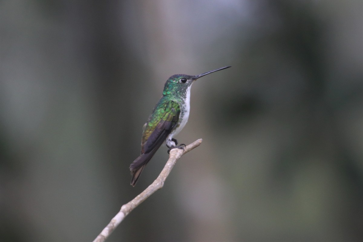 kolibřík andský - ML616776919