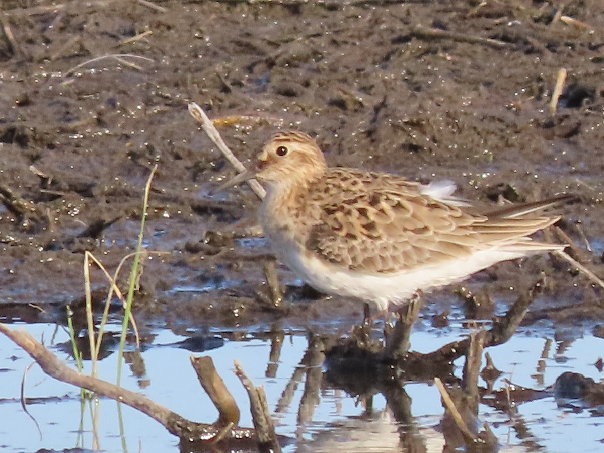 Baird's Sandpiper - Dick Zerger