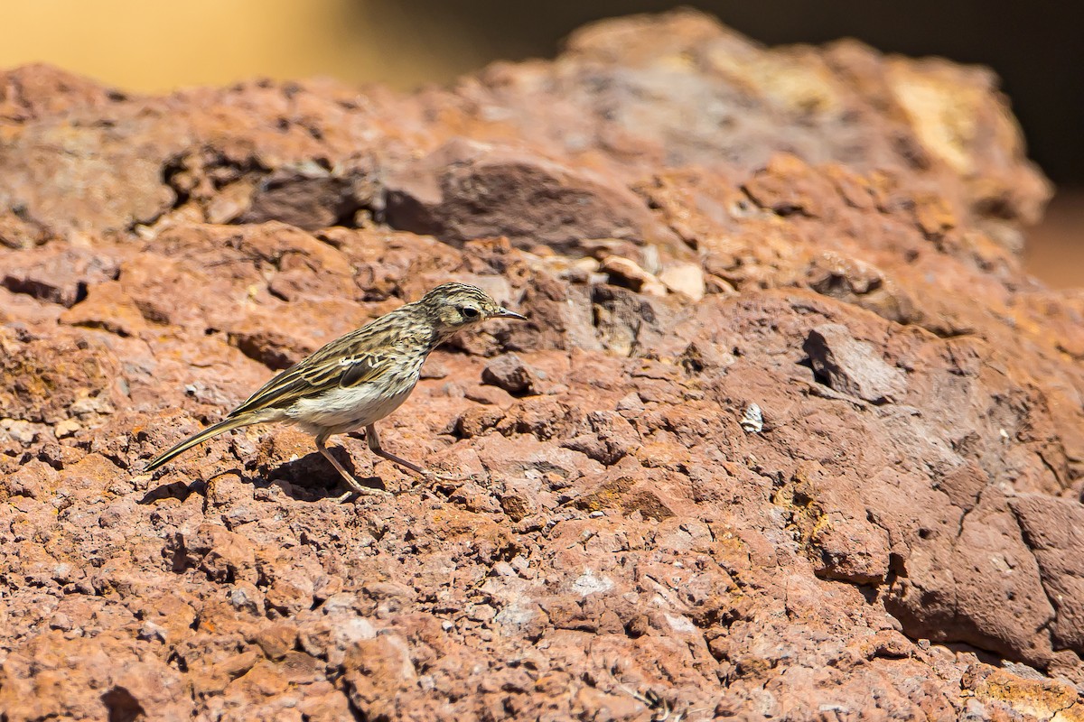 Berthelot's Pipit - ML616776926