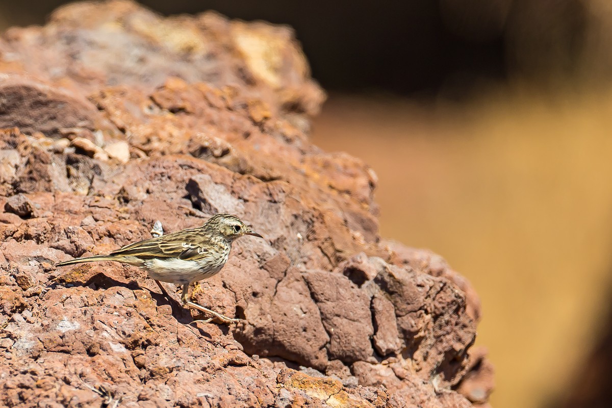 Berthelot's Pipit - ML616776931