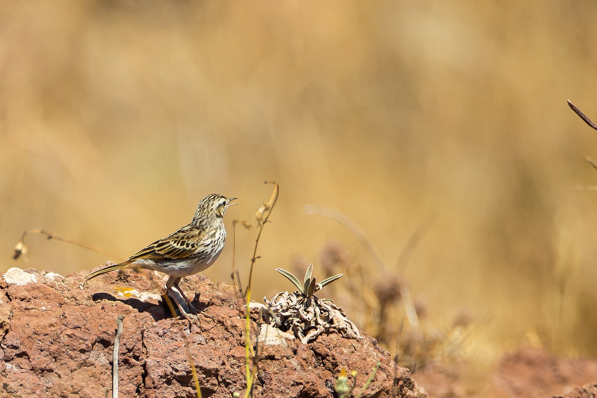 Berthelot's Pipit - ML616776943