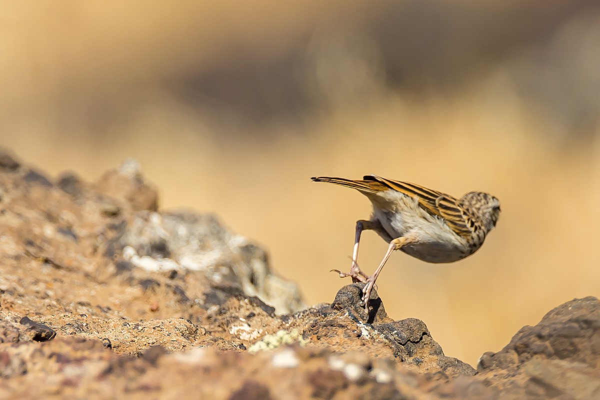 Berthelot's Pipit - ML616776952