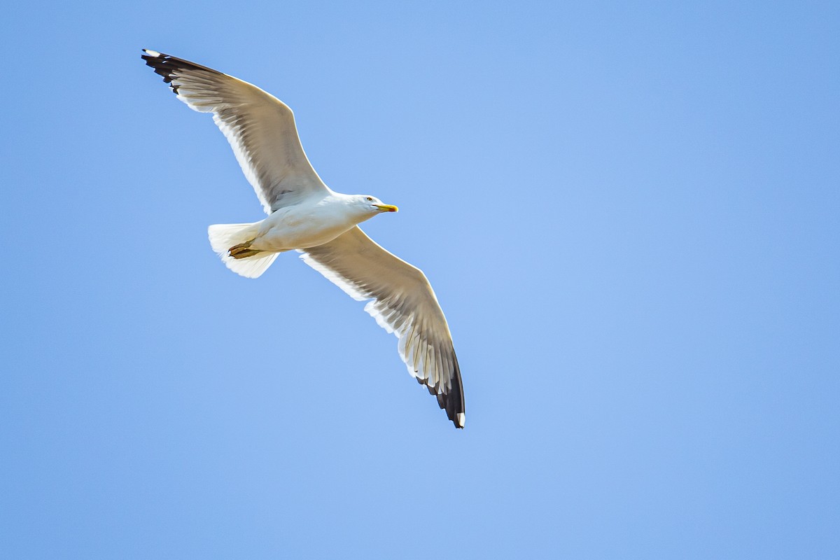 Yellow-legged Gull - ML616776954