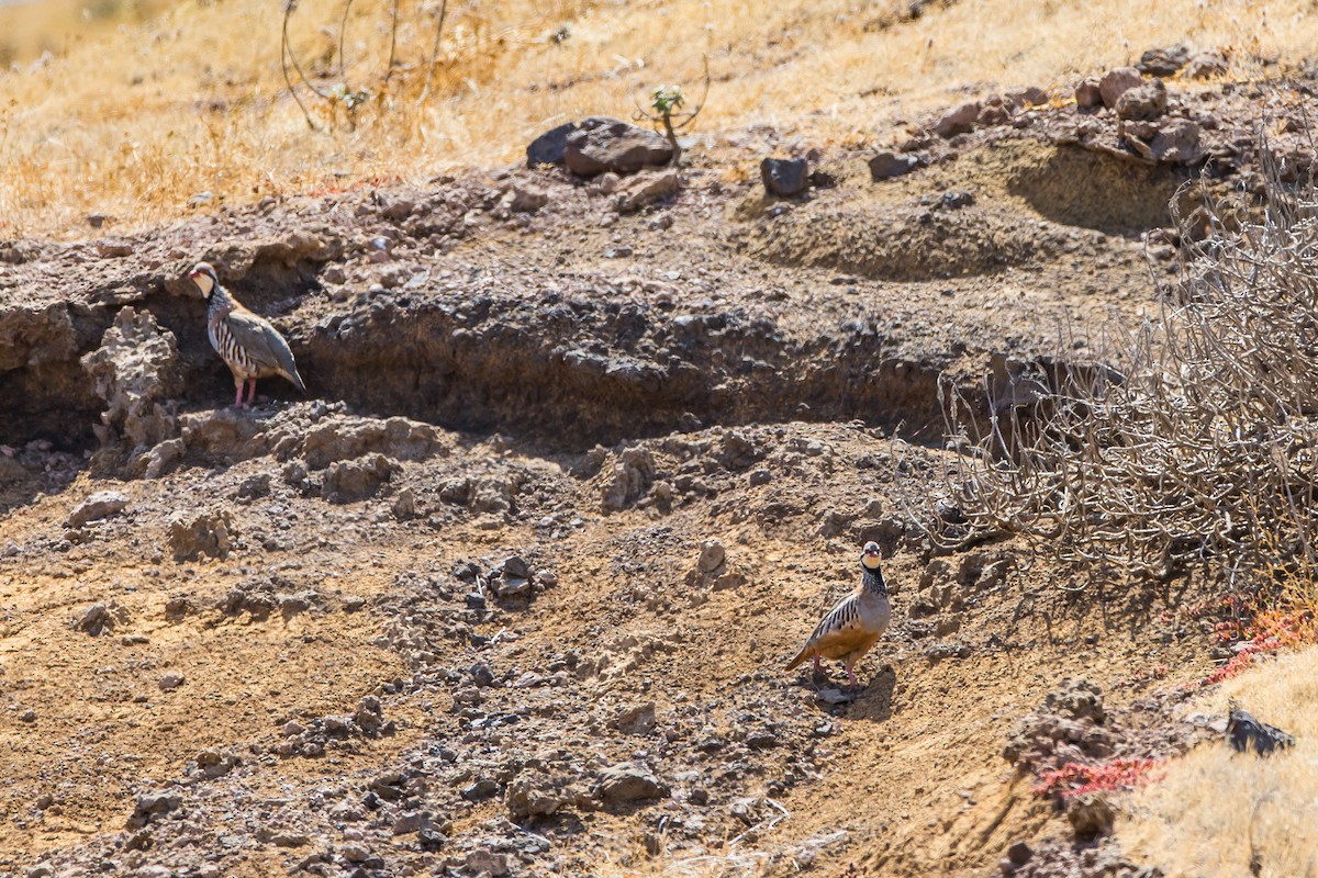 Red-legged Partridge - ML616776969