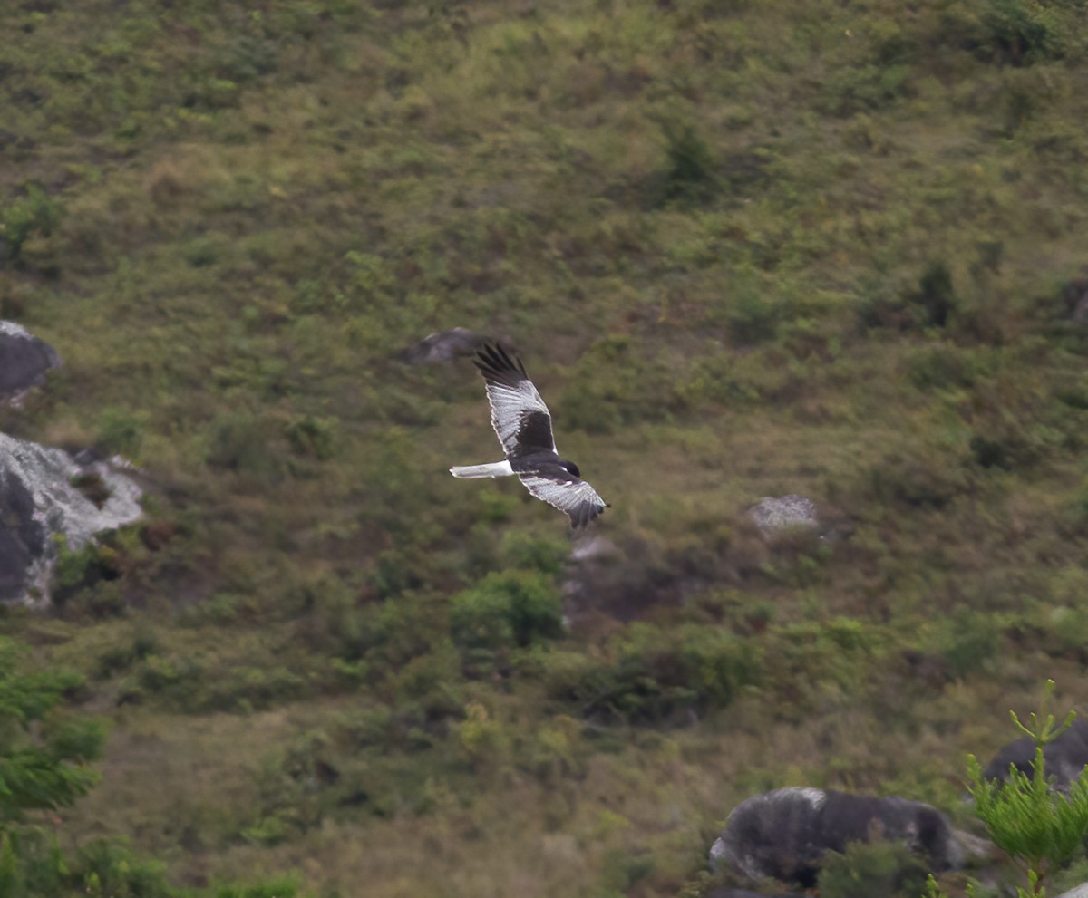 Papuan Harrier - ML616776975