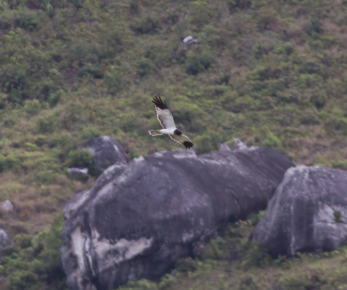 Papuan Harrier - ML616776976