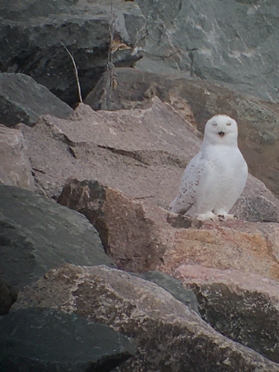 Snowy Owl - ML616776982