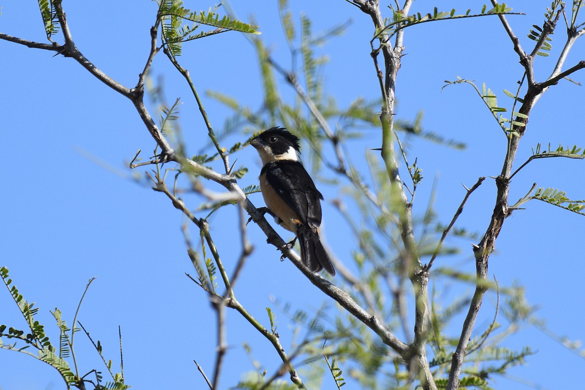 Cinnamon-rumped Seedeater - terence zahner