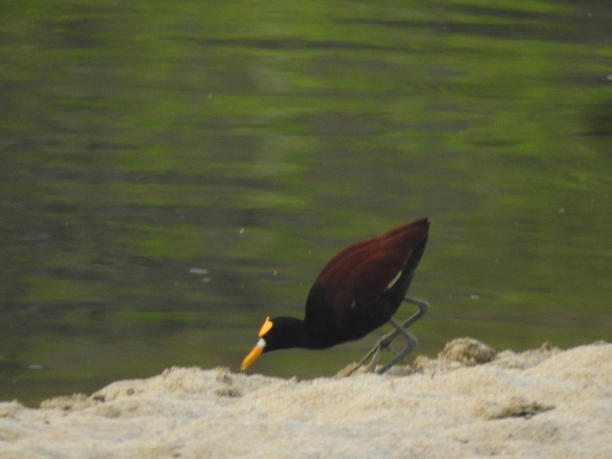 Jacana du Mexique - ML616777007