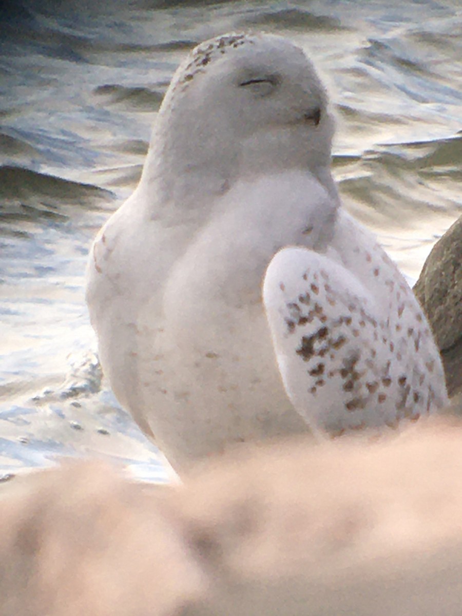 Snowy Owl - ML616777016