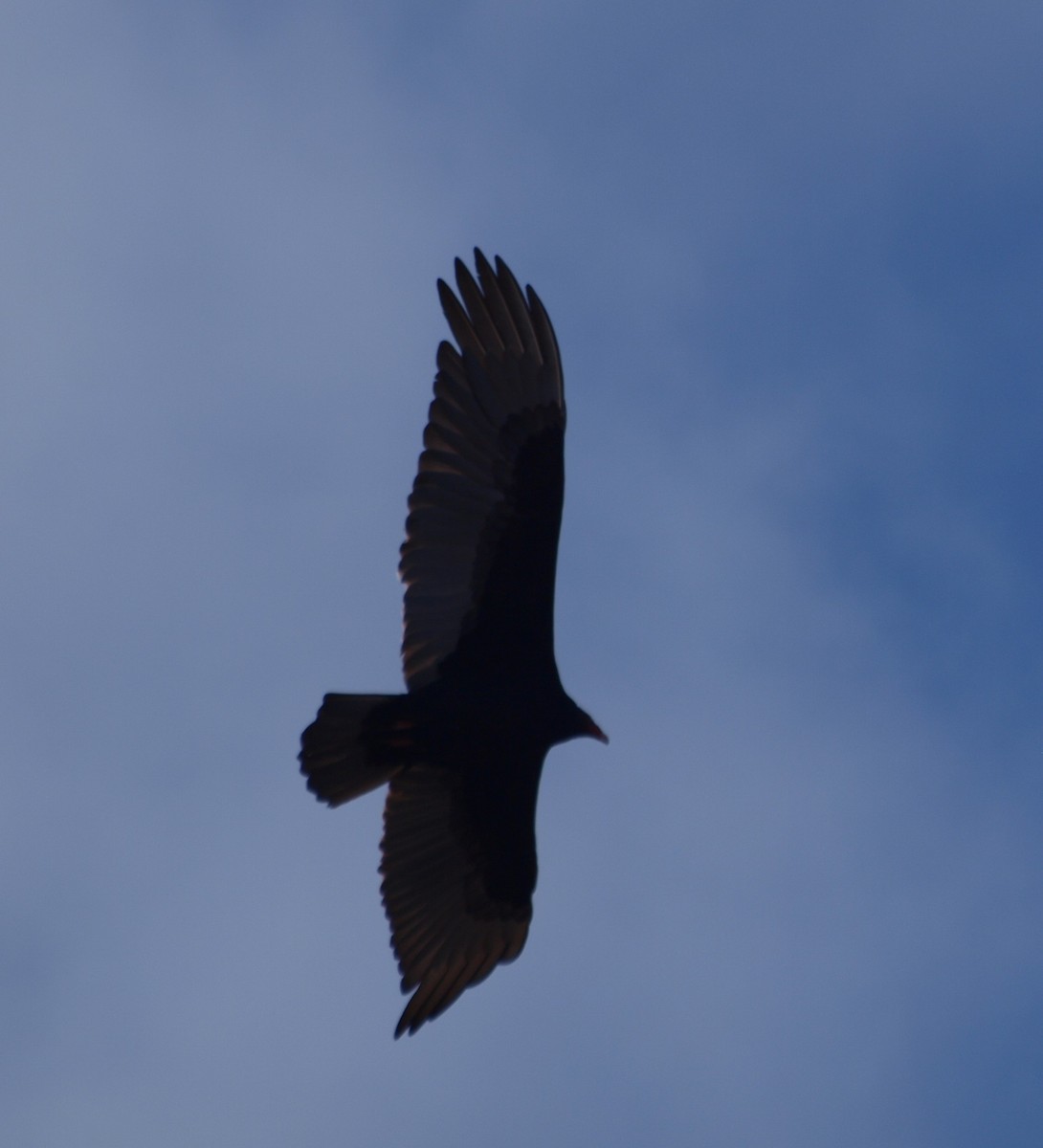 Turkey Vulture - Gordon Haase