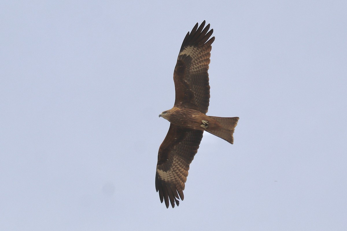 Black Kite - Amanda Damin