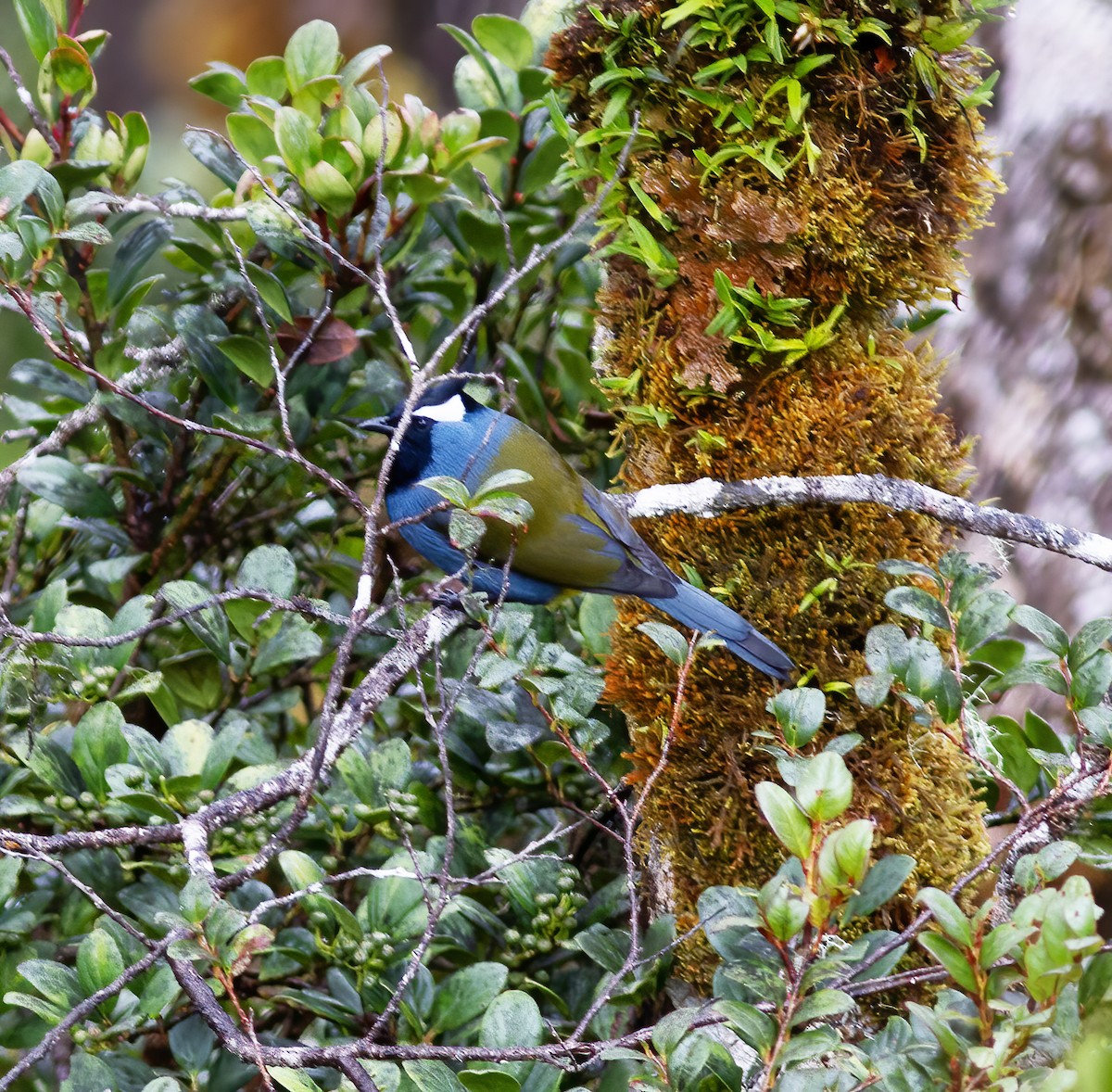 Western Crested Berrypecker - ML616777062