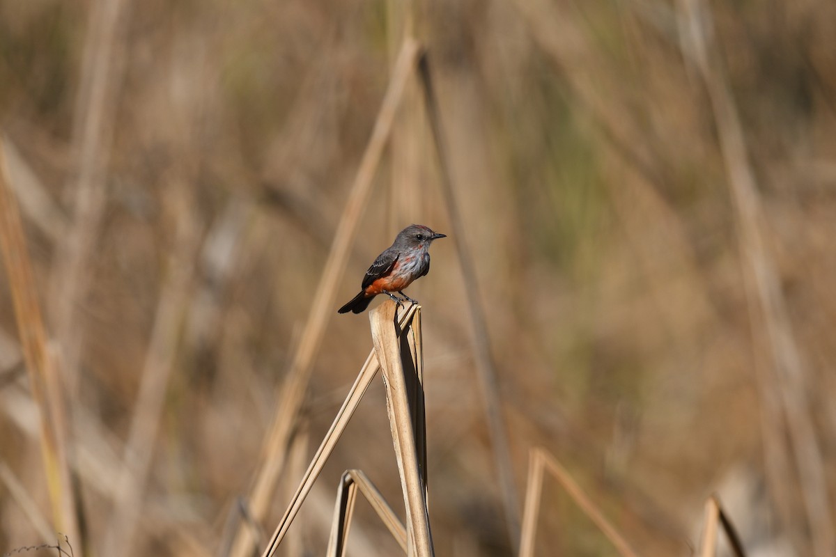 Vermilion Flycatcher - terence zahner