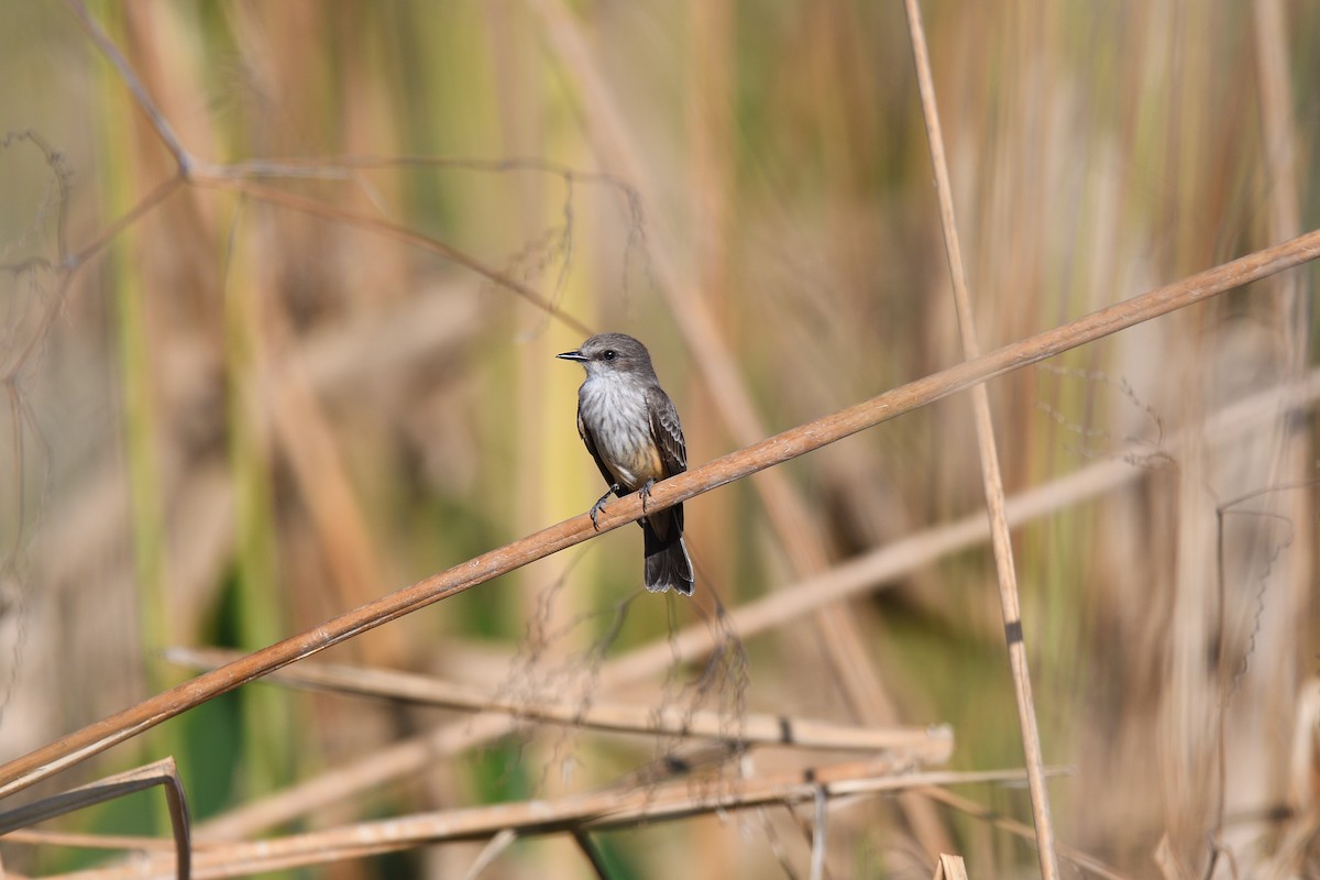 Vermilion Flycatcher - terence zahner