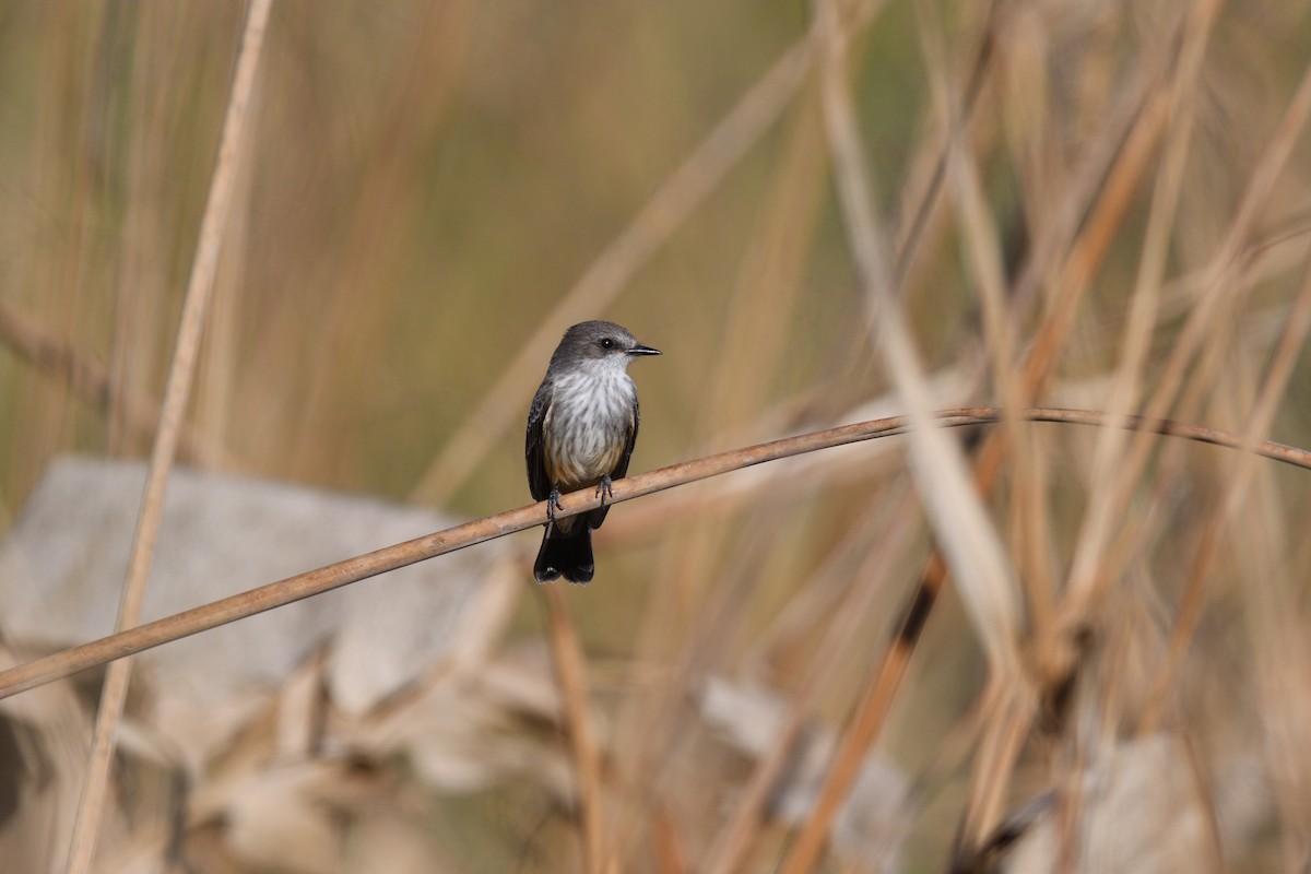 Vermilion Flycatcher - terence zahner