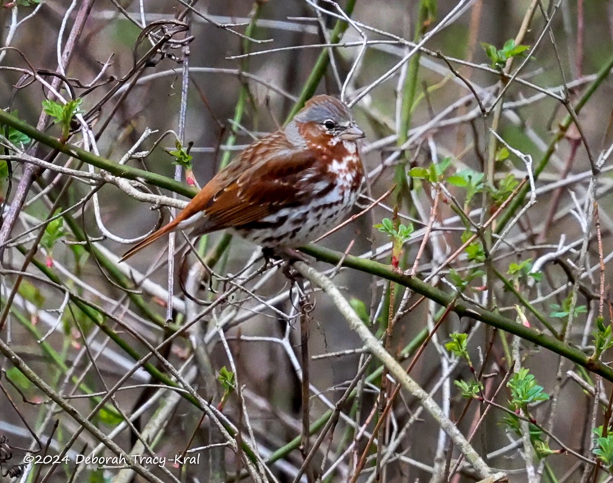 Fox Sparrow - ML616777115