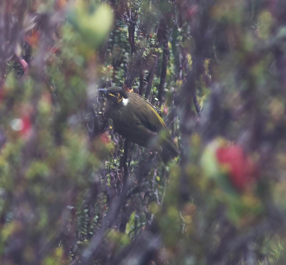 Black-throated Honeyeater - ML616777143