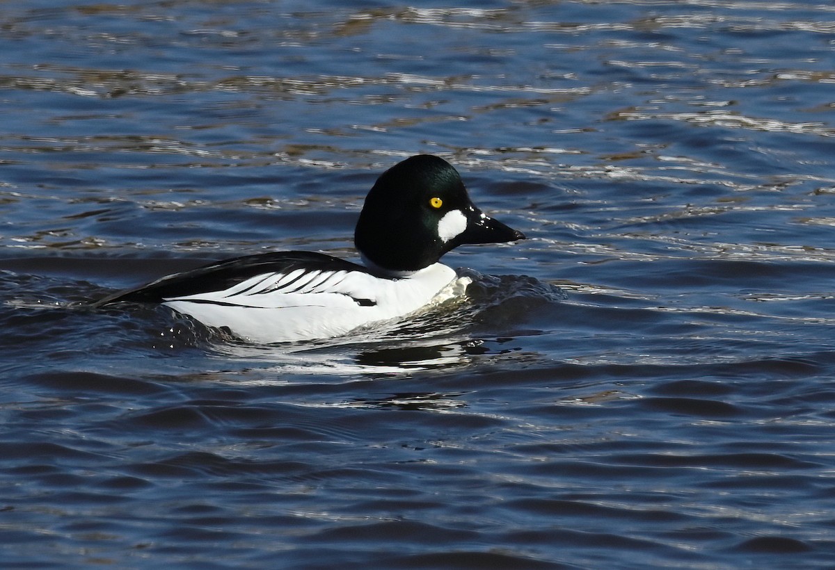 Common Goldeneye - ML616777153