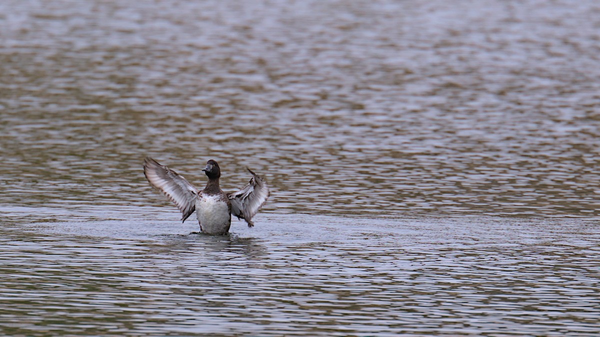 Tufted Duck - Gerald Friedrichs