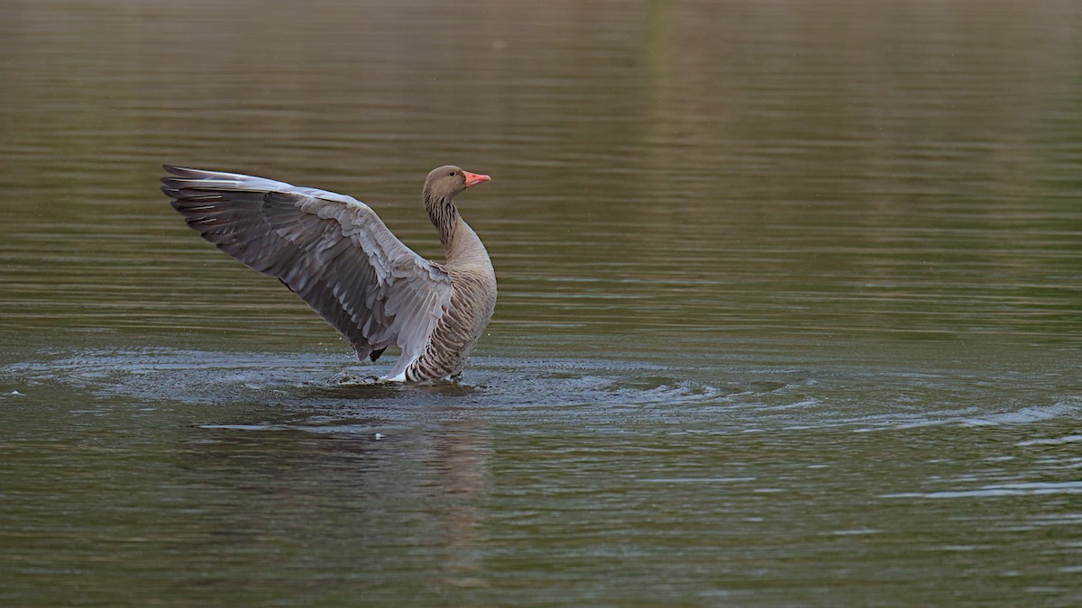 Graylag Goose - Gerald Friedrichs