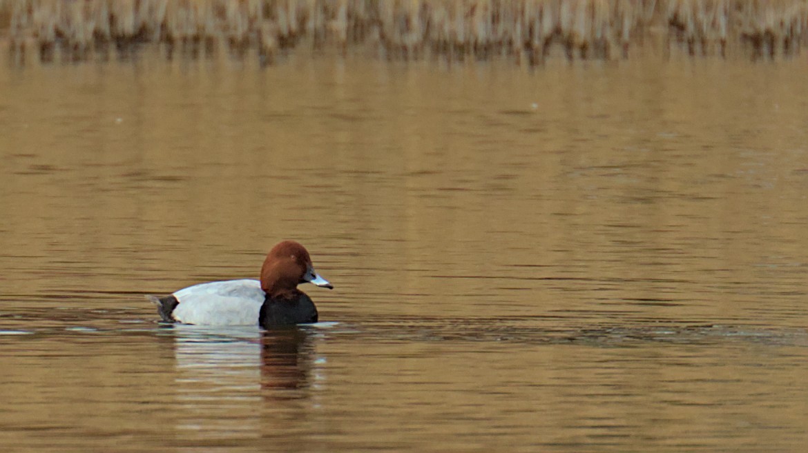 Common Pochard - Gerald Friedrichs