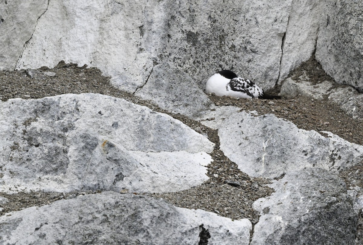 Cape Petrel - ML616777168