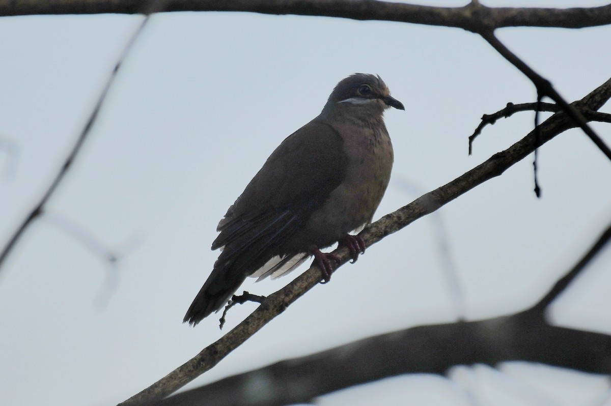 White-eared Brown-Dove (Short-billed) - ML616777186