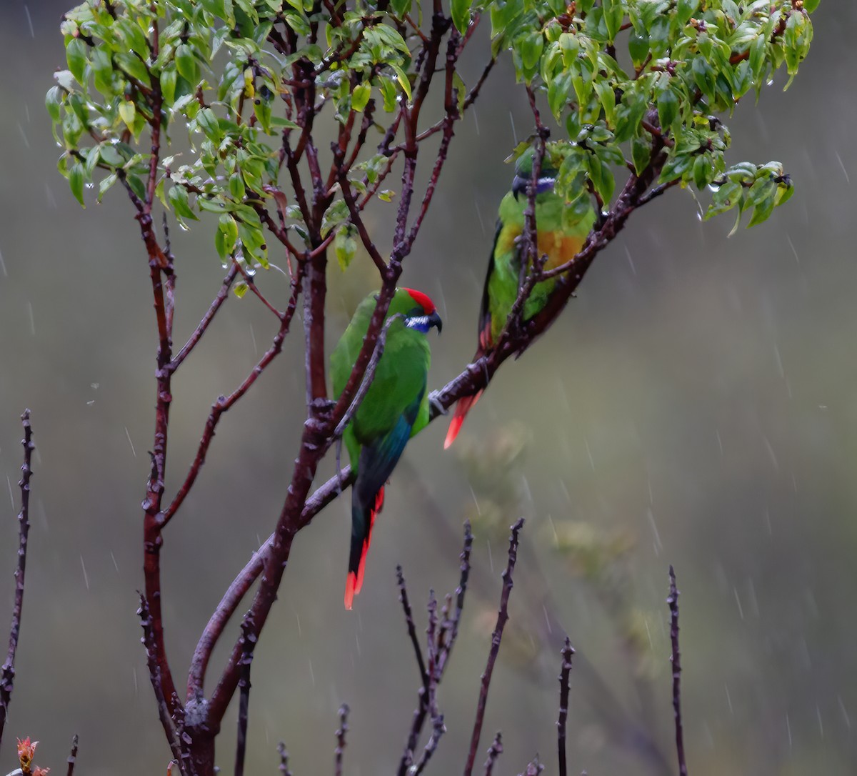 Plum-faced Lorikeet - ML616777203