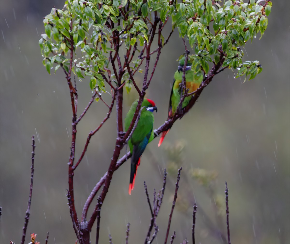 Plum-faced Lorikeet - Gary Rosenberg